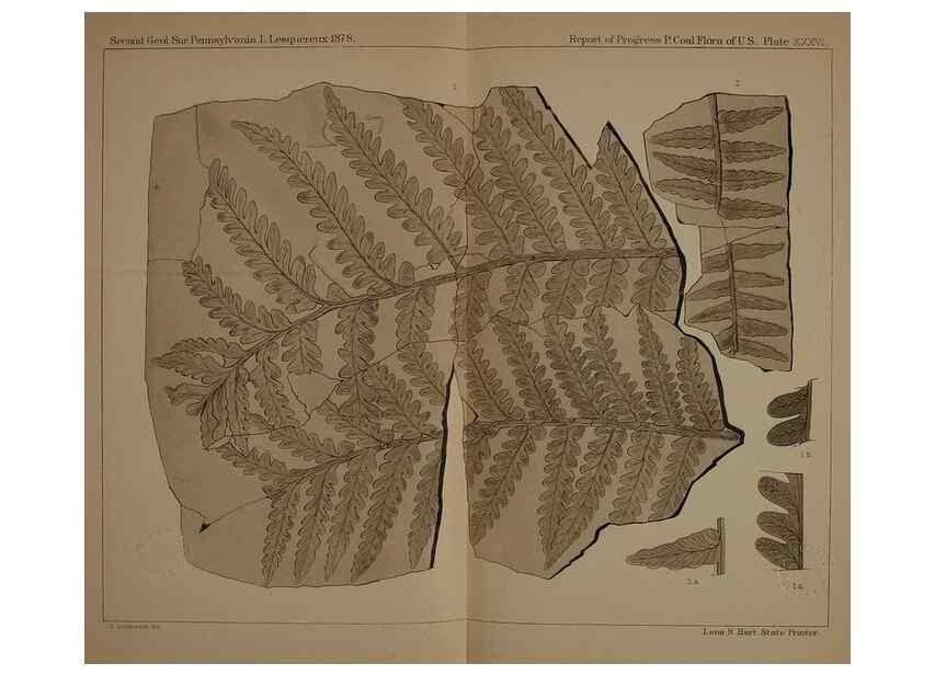 Reproducción/Reproduction 22120175691: Description of the coal flora of the Carboniferous formation in Pennsylvania and throughout the United States .... Harrisburg,Board of Commissioners for the Second Geological Survey,1879-84.