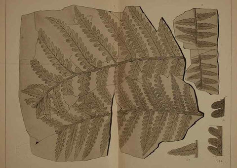 Reproducción/Reproduction 22120175691: Description of the coal flora of the Carboniferous formation in Pennsylvania and throughout the United States .... Harrisburg,Board of Commissioners for the Second Geological Survey,1879-84.