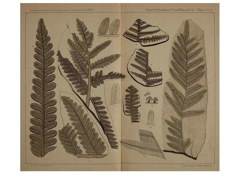 Reproducción/Reproduction 22120147661: Description of the coal flora of the Carboniferous formation in Pennsylvania and throughout the United States .... Harrisburg,Board of Commissioners for the Second Geological Survey,1879-84.