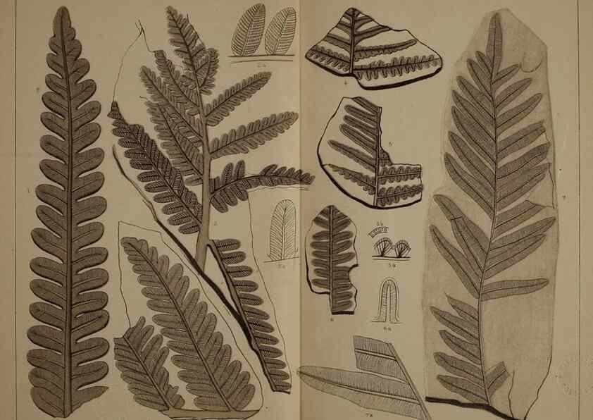 Reproducción/Reproduction 22120147661: Description of the coal flora of the Carboniferous formation in Pennsylvania and throughout the United States .... Harrisburg,Board of Commissioners for the Second Geological Survey,1879-84.