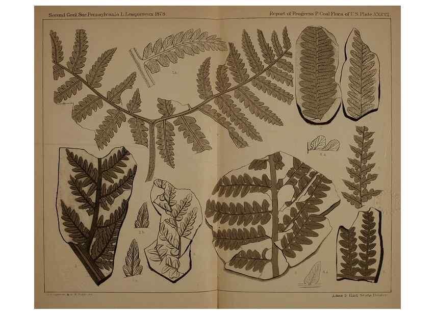 Reproducción/Reproduction 22097577632: Description of the coal flora of the Carboniferous formation in Pennsylvania and throughout the United States .... Harrisburg,Board of Commissioners for the Second Geological Survey,1879-84.