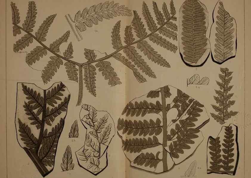 Reproducción/Reproduction 22097577632: Description of the coal flora of the Carboniferous formation in Pennsylvania and throughout the United States .... Harrisburg,Board of Commissioners for the Second Geological Survey,1879-84.