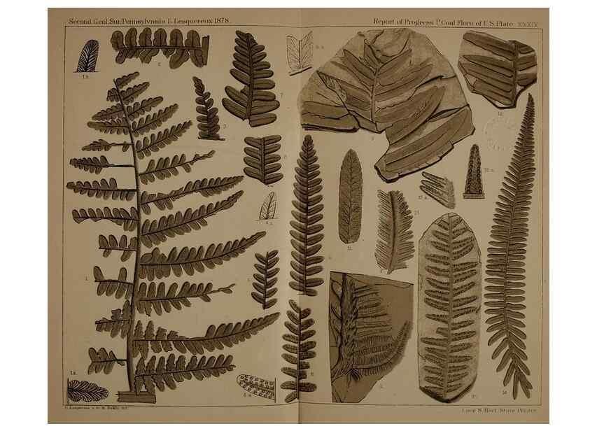Reproducción/Reproduction 21488993673: Description of the coal flora of the Carboniferous formation in Pennsylvania and throughout the United States .... Harrisburg,Board of Commissioners for the Second Geological Survey,1879-84.