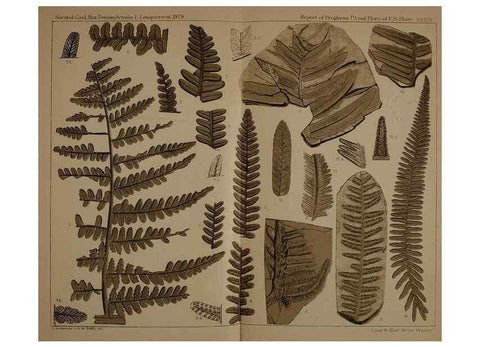 Reproducción/Reproduction 21488993673: Description of the coal flora of the Carboniferous formation in Pennsylvania and throughout the United States .... Harrisburg,Board of Commissioners for the Second Geological Survey,1879-84.