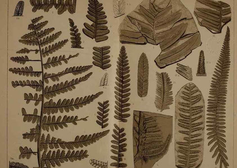 Reproducción/Reproduction 21488993673: Description of the coal flora of the Carboniferous formation in Pennsylvania and throughout the United States .... Harrisburg,Board of Commissioners for the Second Geological Survey,1879-84.