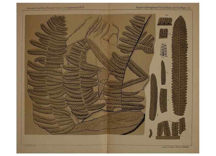 Reproducción/Reproduction 22097584952: Description of the coal flora of the Carboniferous formation in Pennsylvania and throughout the United States .... Harrisburg,Board of Commissioners for the Second Geological Survey,1879-84.