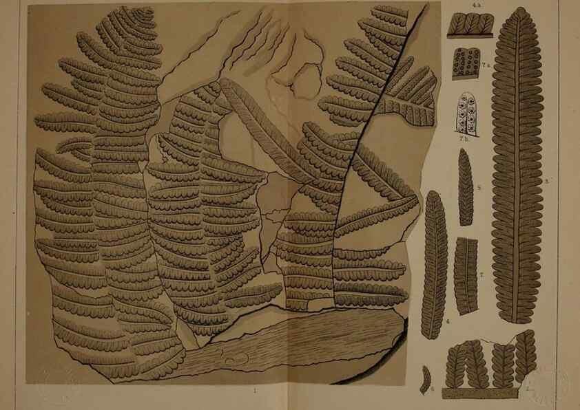 Reproducción/Reproduction 22097584952: Description of the coal flora of the Carboniferous formation in Pennsylvania and throughout the United States .... Harrisburg,Board of Commissioners for the Second Geological Survey,1879-84.