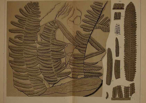 Reproducción/Reproduction 22097584952: Description of the coal flora of the Carboniferous formation in Pennsylvania and throughout the United States .... Harrisburg,Board of Commissioners for the Second Geological Survey,1879-84.
