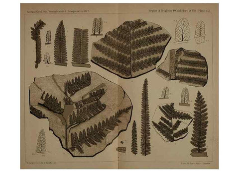 Reproducción/Reproduction 22097593362: Description of the coal flora of the Carboniferous formation in Pennsylvania and throughout the United States .... Harrisburg,Board of Commissioners for the Second Geological Survey,1879-84.