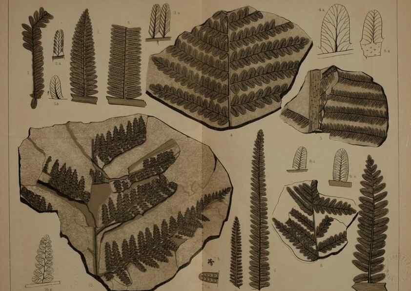 Reproducción/Reproduction 22097593362: Description of the coal flora of the Carboniferous formation in Pennsylvania and throughout the United States .... Harrisburg,Board of Commissioners for the Second Geological Survey,1879-84.