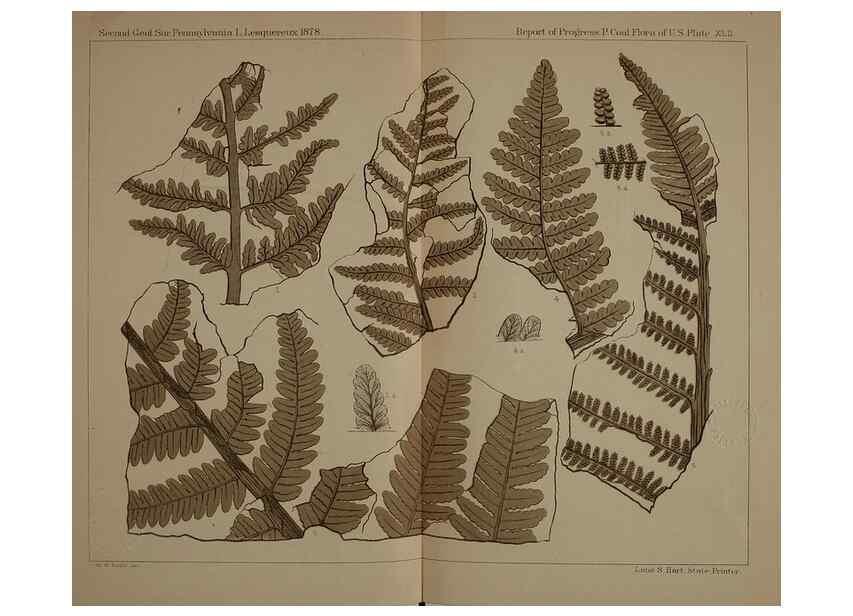 Reproducción/Reproduction 21487300634: Description of the coal flora of the Carboniferous formation in Pennsylvania and throughout the United States .... Harrisburg,Board of Commissioners for the Second Geological Survey,1879-84.