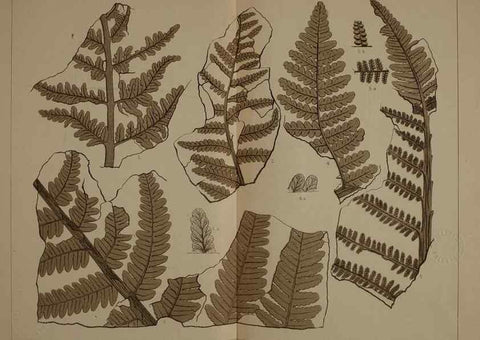Reproducción/Reproduction 21487300634: Description of the coal flora of the Carboniferous formation in Pennsylvania and throughout the United States .... Harrisburg,Board of Commissioners for the Second Geological Survey,1879-84.