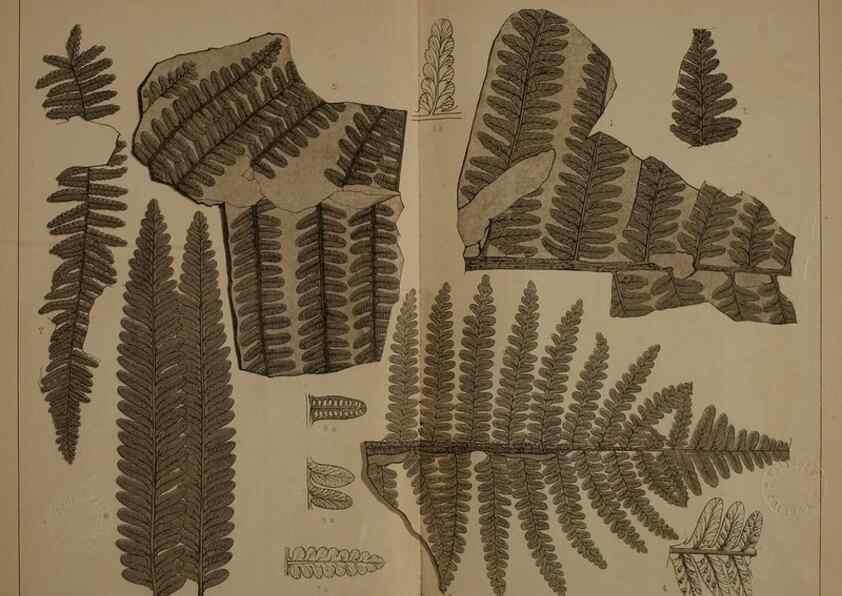 Reproducción/Reproduction 21921954520: Description of the coal flora of the Carboniferous formation in Pennsylvania and throughout the United States .... Harrisburg,Board of Commissioners for the Second Geological Survey,1879-84.