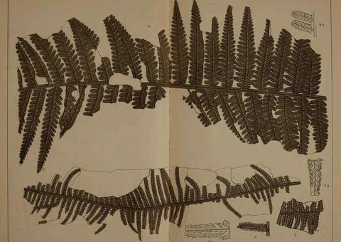 Reproducción/Reproduction 21489013983: Description of the coal flora of the Carboniferous formation in Pennsylvania and throughout the United States .... Harrisburg,Board of Commissioners for the Second Geological Survey,1879-84.