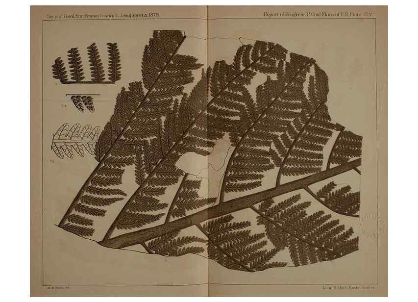 Reproducción/Reproduction 21923221329: Description of the coal flora of the Carboniferous formation in Pennsylvania and throughout the United States .... Harrisburg,Board of Commissioners for the Second Geological Survey,1879-84.
