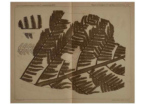 Reproducción/Reproduction 21923221329: Description of the coal flora of the Carboniferous formation in Pennsylvania and throughout the United States .... Harrisburg,Board of Commissioners for the Second Geological Survey,1879-84.