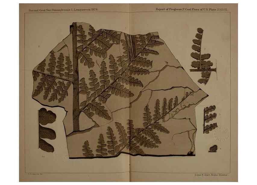 Reproducción/Reproduction 21488991363: Description of the coal flora of the Carboniferous formation in Pennsylvania and throughout the United States .... Harrisburg,Board of Commissioners for the Second Geological Survey,1879-84.