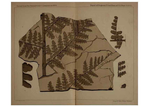 Reproducción/Reproduction 21488991363: Description of the coal flora of the Carboniferous formation in Pennsylvania and throughout the United States .... Harrisburg,Board of Commissioners for the Second Geological Survey,1879-84.