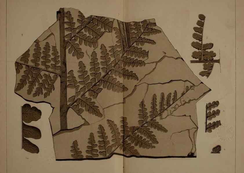 Reproducción/Reproduction 21488991363: Description of the coal flora of the Carboniferous formation in Pennsylvania and throughout the United States .... Harrisburg,Board of Commissioners for the Second Geological Survey,1879-84.