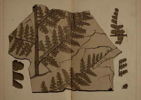 Reproducción/Reproduction 21488991363: Description of the coal flora of the Carboniferous formation in Pennsylvania and throughout the United States .... Harrisburg,Board of Commissioners for the Second Geological Survey,1879-84.