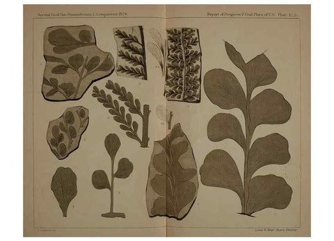 Reproducción/Reproduction 22084045116: Description of the coal flora of the Carboniferous formation in Pennsylvania and throughout the United States .... Harrisburg,Board of Commissioners for the Second Geological Survey,1879-84.