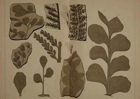 Reproducción/Reproduction 22084045116: Description of the coal flora of the Carboniferous formation in Pennsylvania and throughout the United States .... Harrisburg,Board of Commissioners for the Second Geological Survey,1879-84.