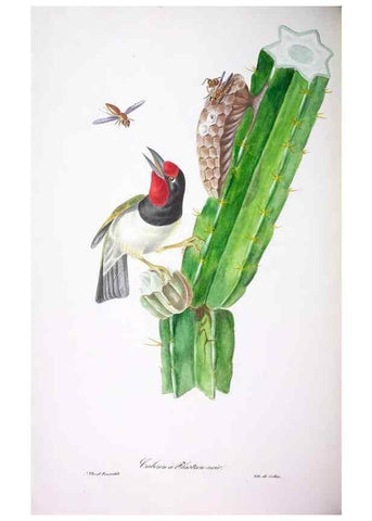 Reproducción/Reproduction 20552698370: Oiseaux brillans du Brésil.. Paris,1834.