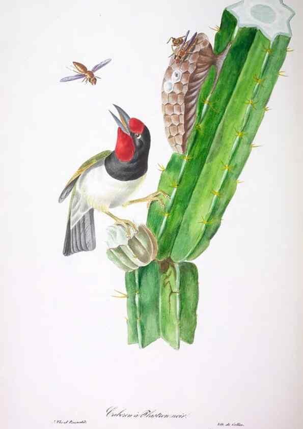 Reproducción/Reproduction 20552698370: Oiseaux brillans du Brésil.. Paris,1834.