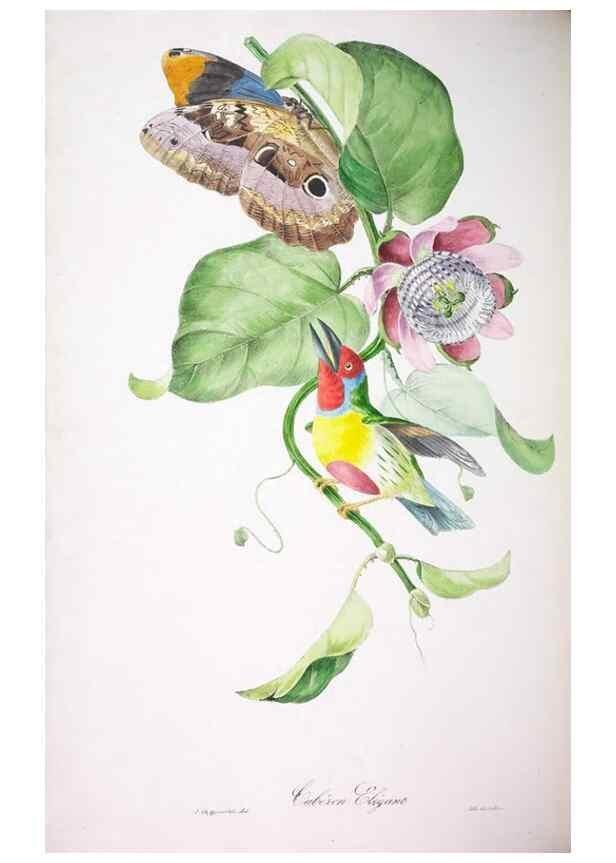 Reproducción/Reproduction 20119724703: Oiseaux brillans du Brésil.. Paris,1834.