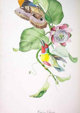 Reproducción/Reproduction 20119724703: Oiseaux brillans du Brésil.. Paris,1834.