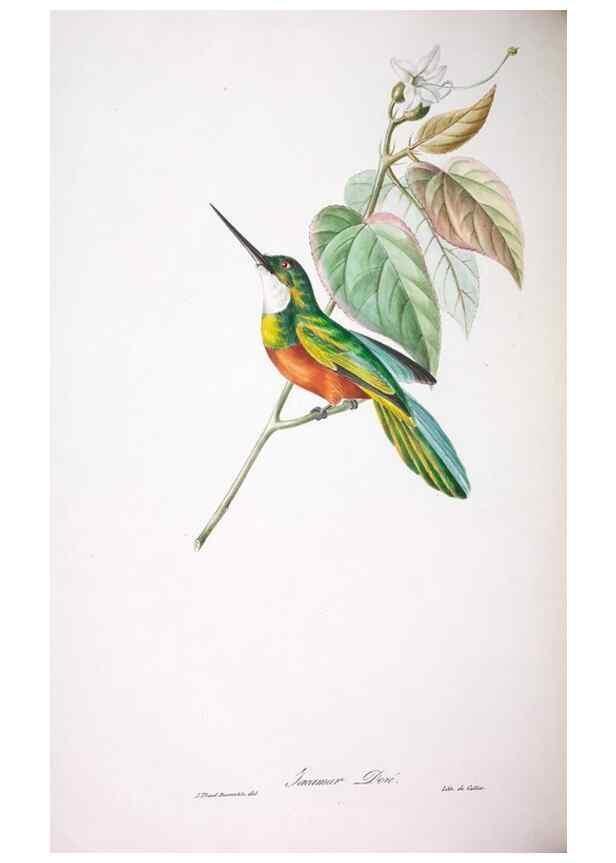 Reproducción/Reproduction 20740691255: Oiseaux brillans du Brésil.. Paris,1834.