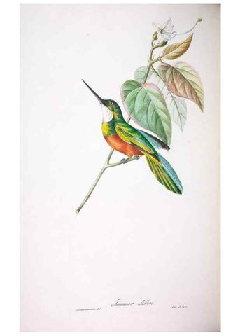 Reproducción/Reproduction 20740691255: Oiseaux brillans du Brésil.. Paris,1834.