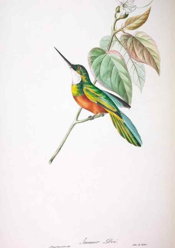 Reproducción/Reproduction 20740691255: Oiseaux brillans du Brésil.. Paris,1834.