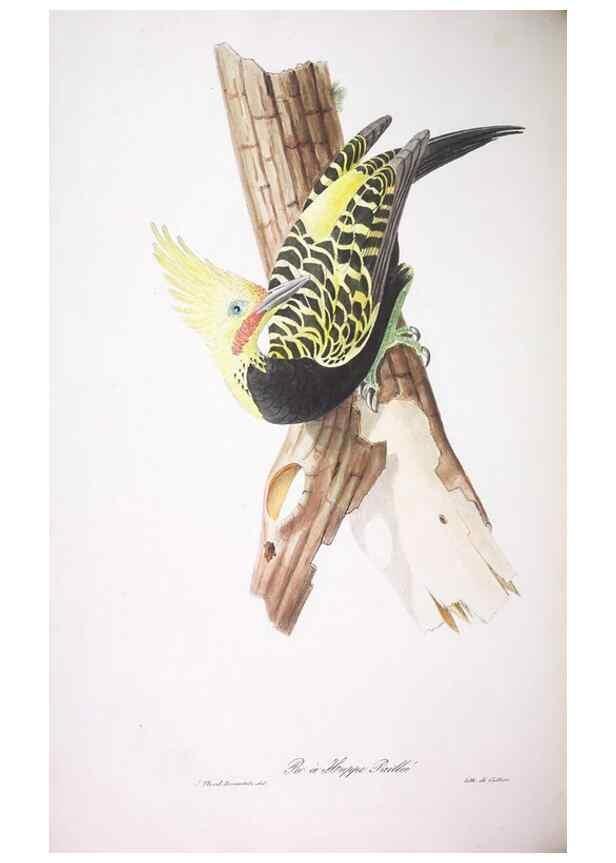 Reproducción/Reproduction 20714452016: Oiseaux brillans du Brésil.. Paris,1834.
