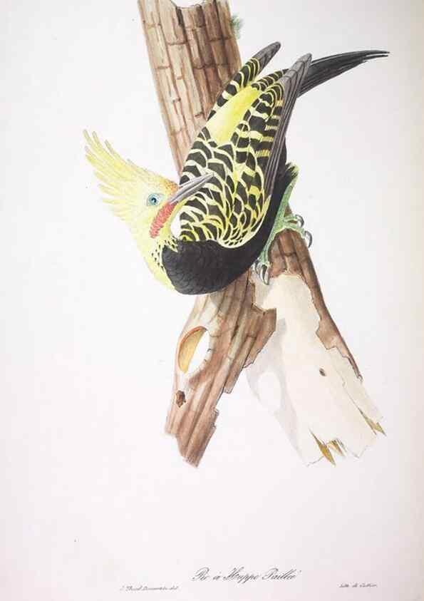 Reproducción/Reproduction 20714452016: Oiseaux brillans du Brésil.. Paris,1834.