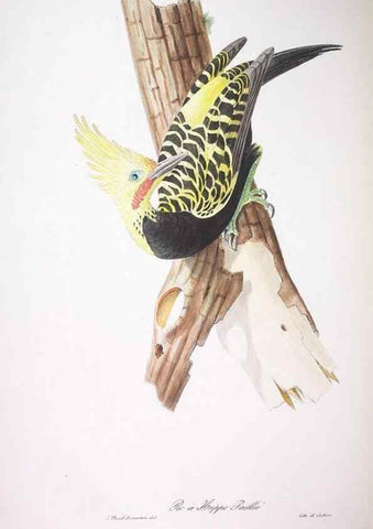 Reproducción/Reproduction 20714452016: Oiseaux brillans du Brésil.. Paris,1834.