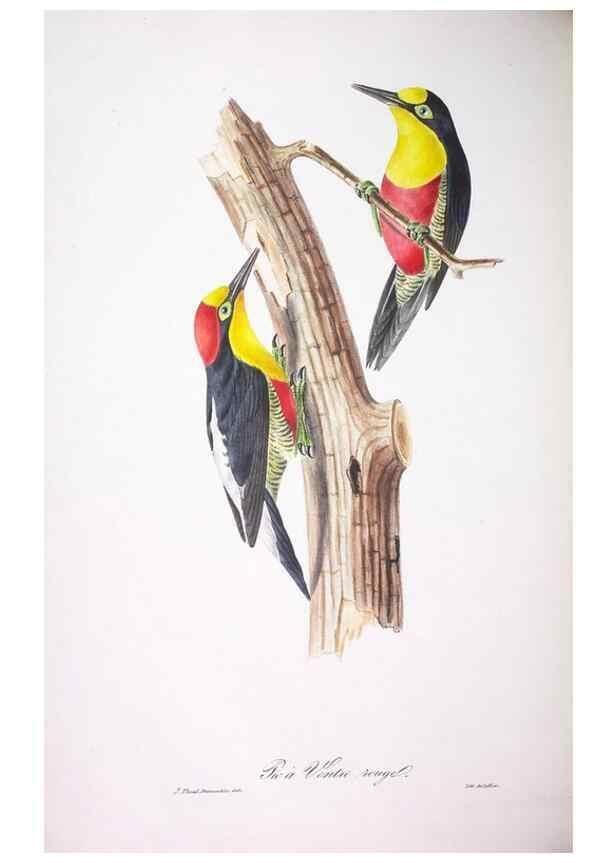 Reproducción/Reproduction 20731377862: Oiseaux brillans du Brésil.. Paris,1834.