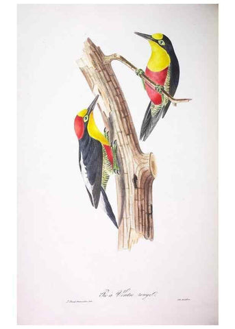 Reproducción/Reproduction 20731377862: Oiseaux brillans du Brésil.. Paris,1834.