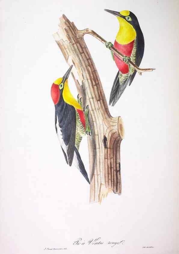 Reproducción/Reproduction 20731377862: Oiseaux brillans du Brésil.. Paris,1834.