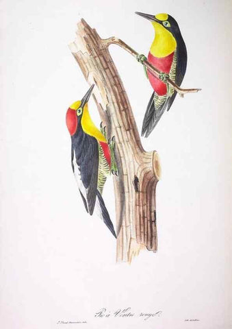 Reproducción/Reproduction 20731377862: Oiseaux brillans du Brésil.. Paris,1834.