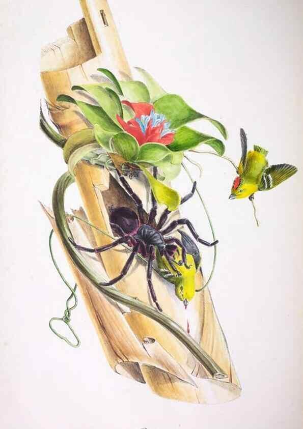 Reproducción/Reproduction 20552717580: Oiseaux brillans du Brésil.. Paris,1834.