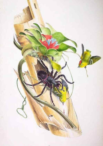 Reproducción/Reproduction 20552717580: Oiseaux brillans du Brésil.. Paris,1834.