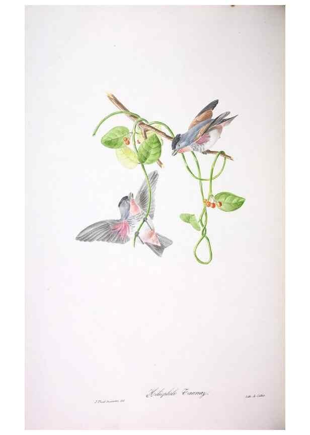 Reproducción/Reproduction 20731385902: Oiseaux brillans du Brésil.. Paris,1834.