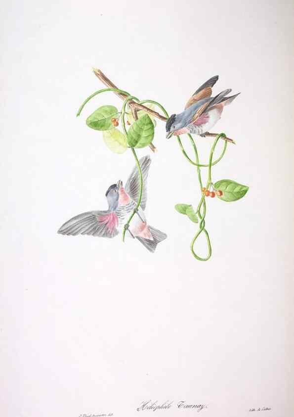 Reproducción/Reproduction 20731385902: Oiseaux brillans du Brésil.. Paris,1834.