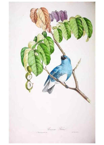 Reproducción/Reproduction 20714468166: Oiseaux brillans du Brésil.. Paris,1834.