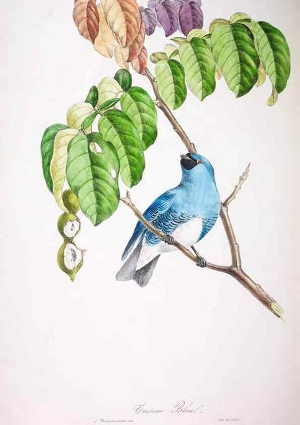 Reproducción/Reproduction 20714468166: Oiseaux brillans du Brésil.. Paris,1834.