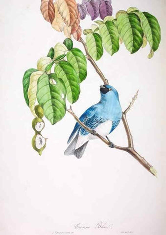 Reproducción/Reproduction 20714468166: Oiseaux brillans du Brésil.. Paris,1834.