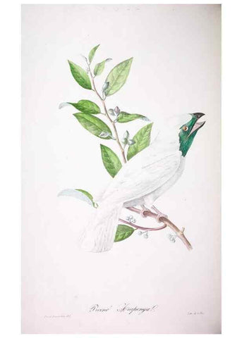 Reproducción/Reproduction 20731392632: Oiseaux brillans du Brésil.. Paris,1834.