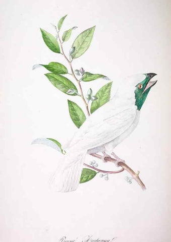 Reproducción/Reproduction 20731392632: Oiseaux brillans du Brésil.. Paris,1834.