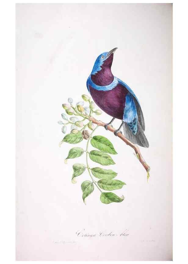 Reproducción/Reproduction 20740716645: Oiseaux brillans du Brésil.. Paris,1834.